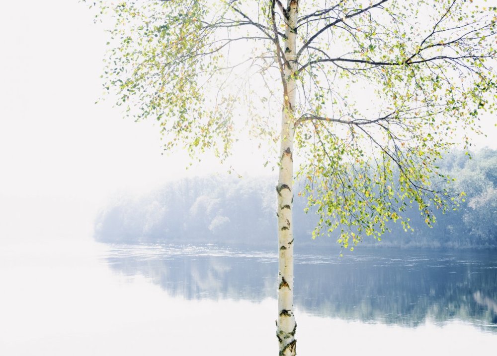 Светлый фон с березкой