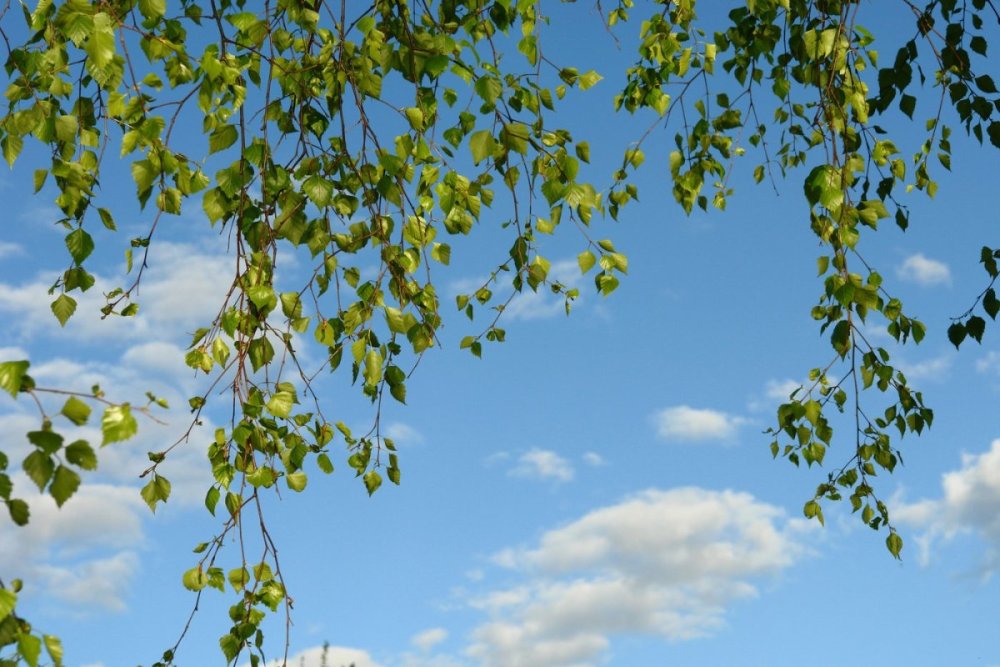 Веточка березы