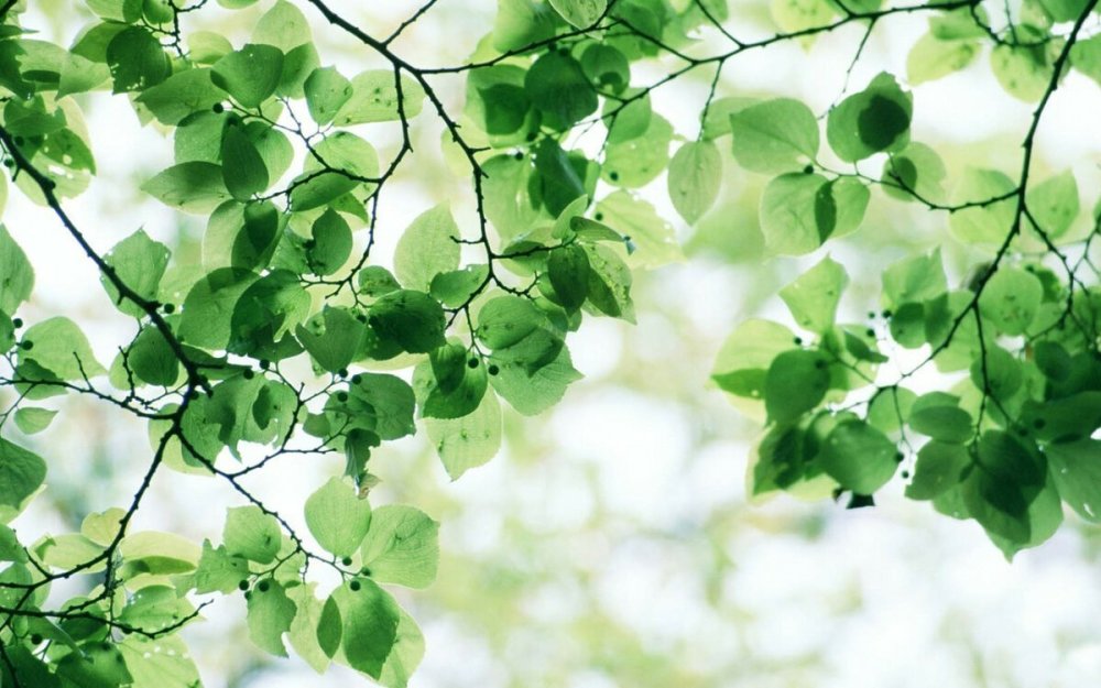 Зеленый лист