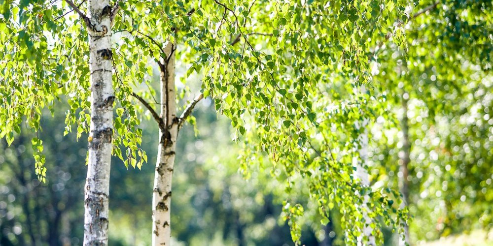 Берёза ойковская