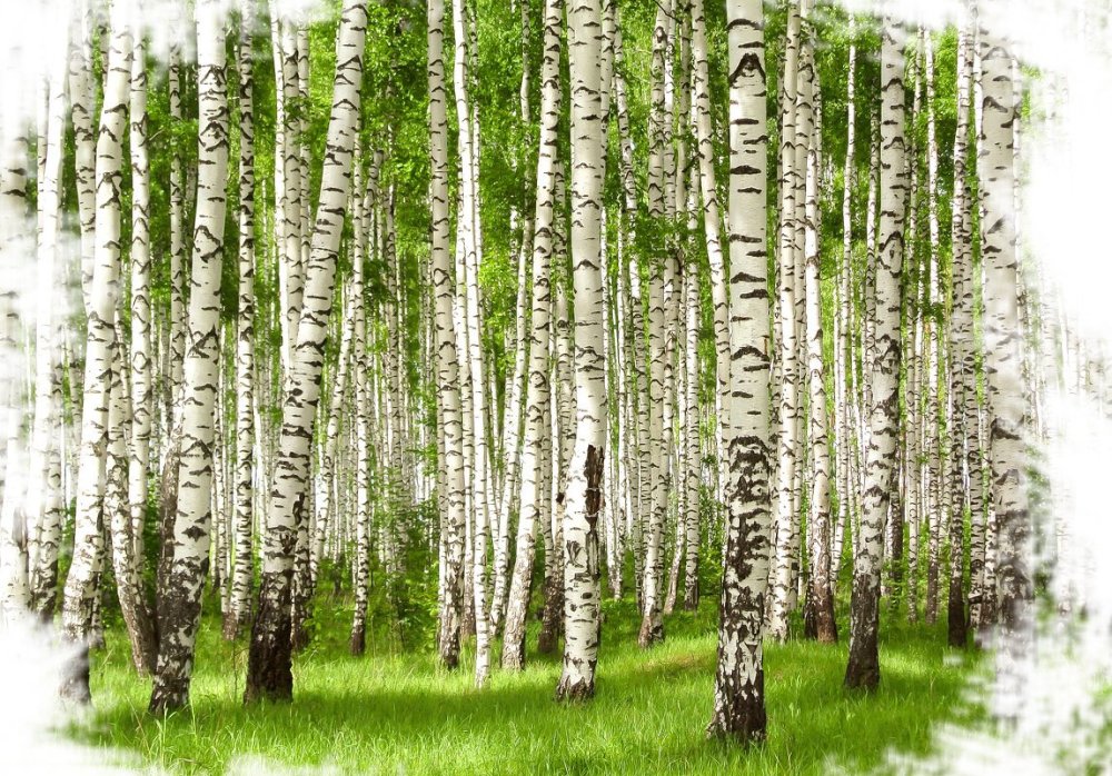 Береза фото