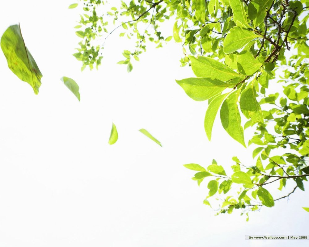 Листва деревьев на белом фоне