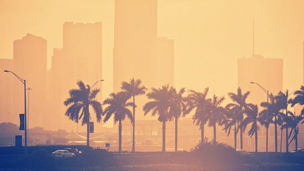 Лос Сантос пальмы