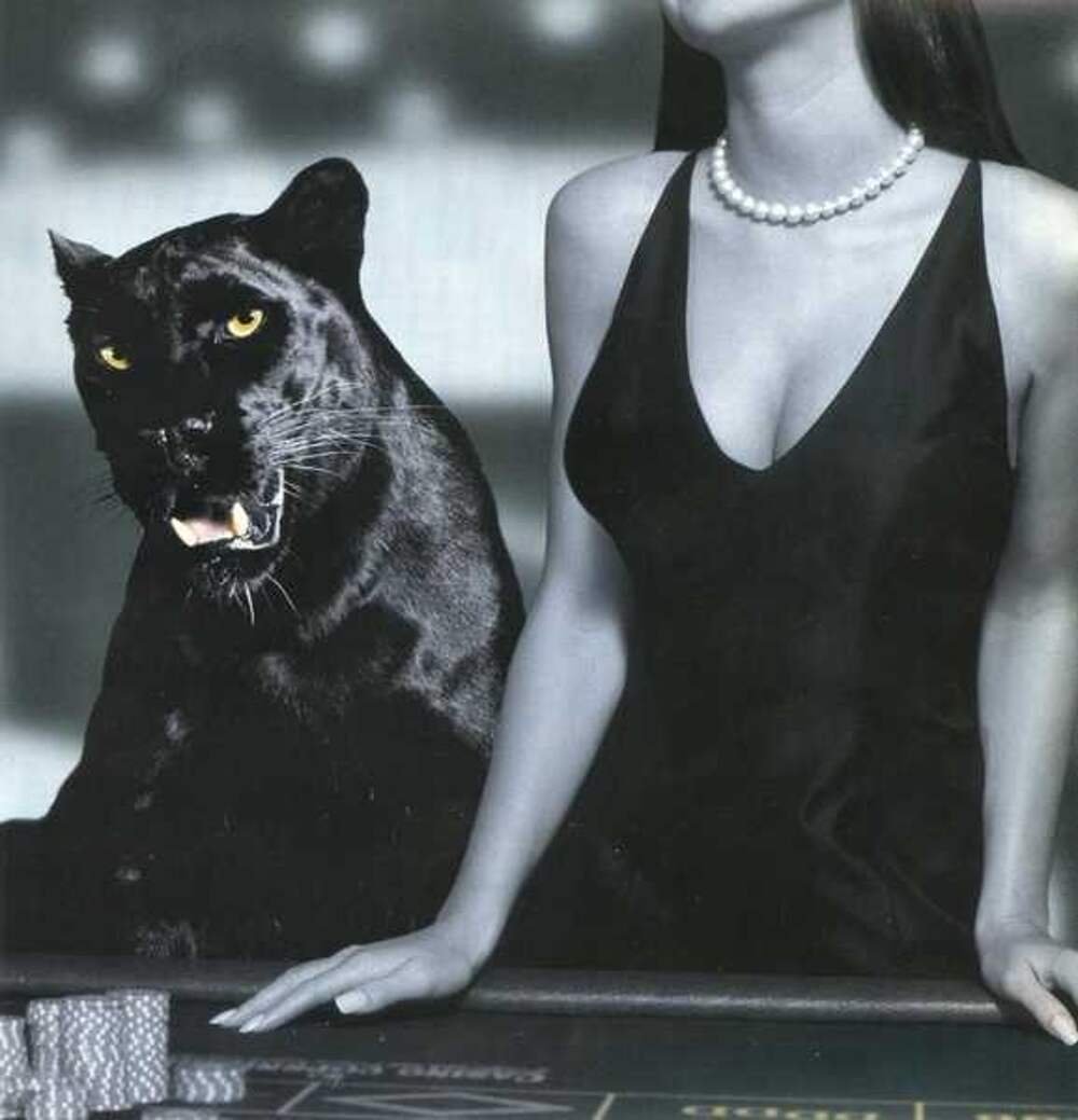 Тигры леопарды львы пантеры