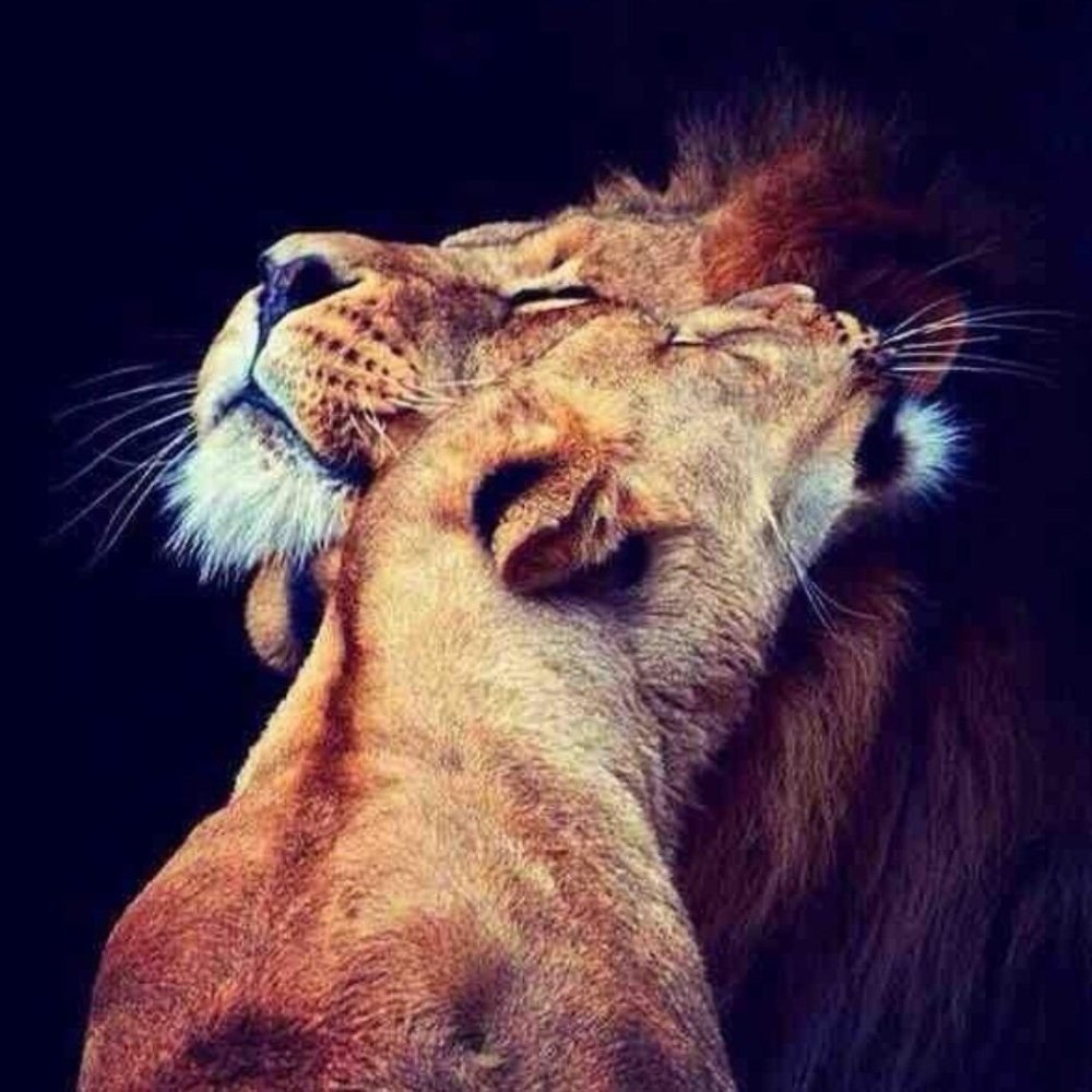 Лев против тигра