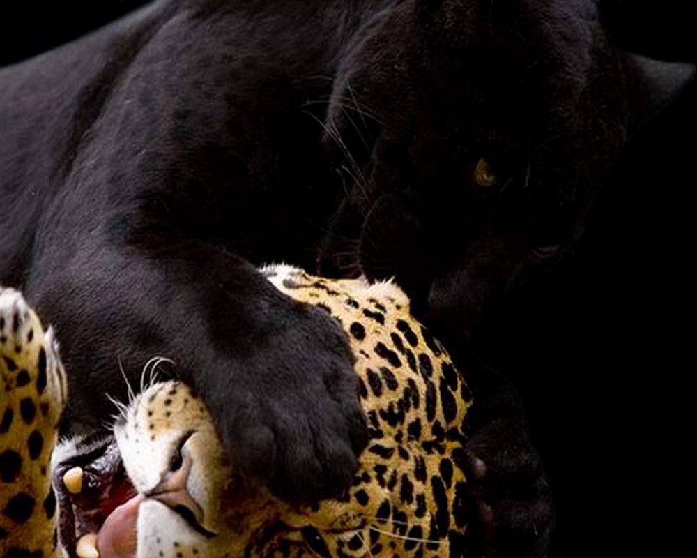 Силуэт Льва на закате