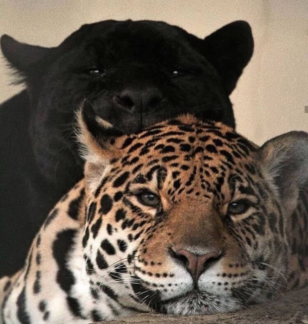 Волк и львица