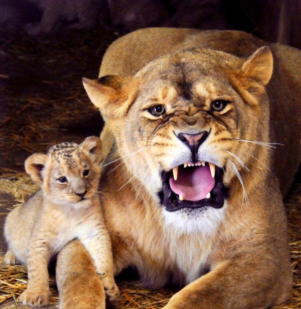 Тигр и девушка