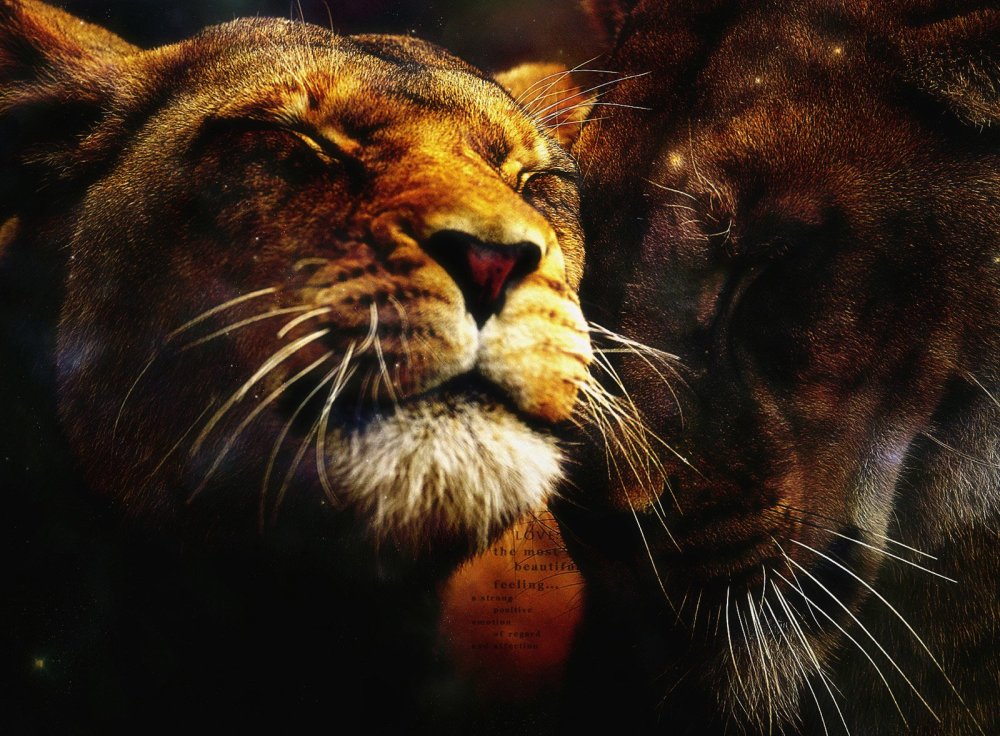 Два Льва Инь и Янь