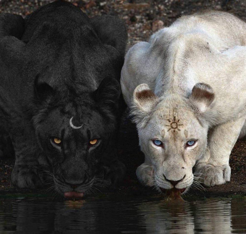 "Горная пантера" (Бергепантер)