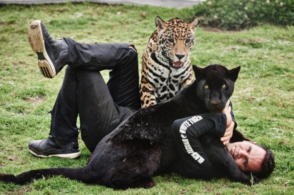 Тату семья Львов