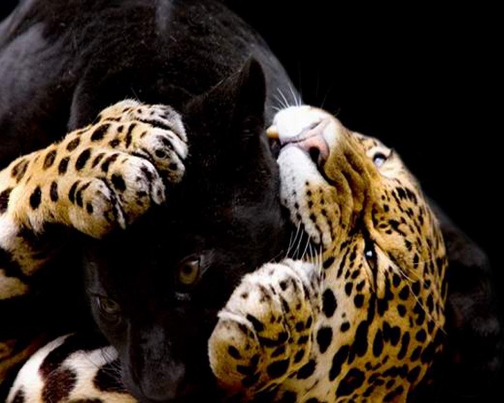 Пантера и леопард