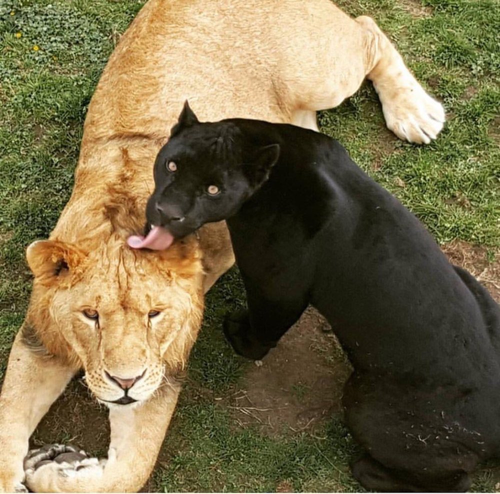 Пантера Гвенвивар