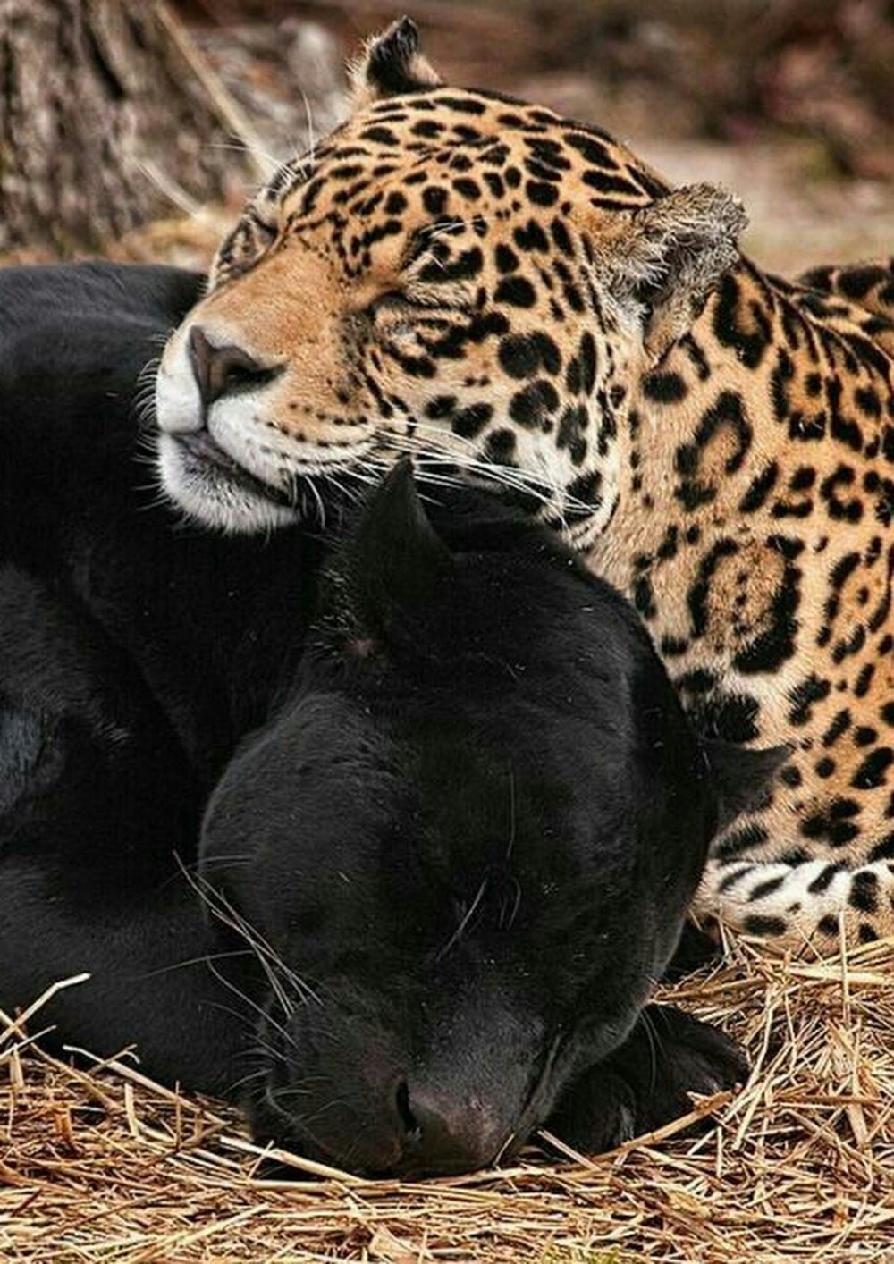 Силуэт на фоне