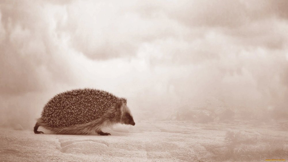 Японские макаки