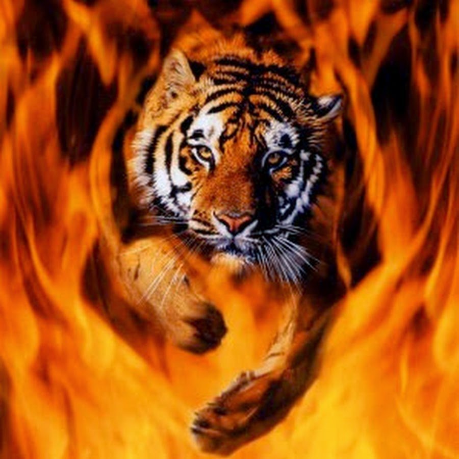 Тигр в огне