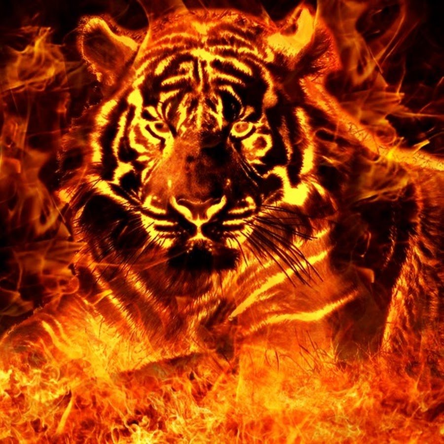 Красный Огненный тигр