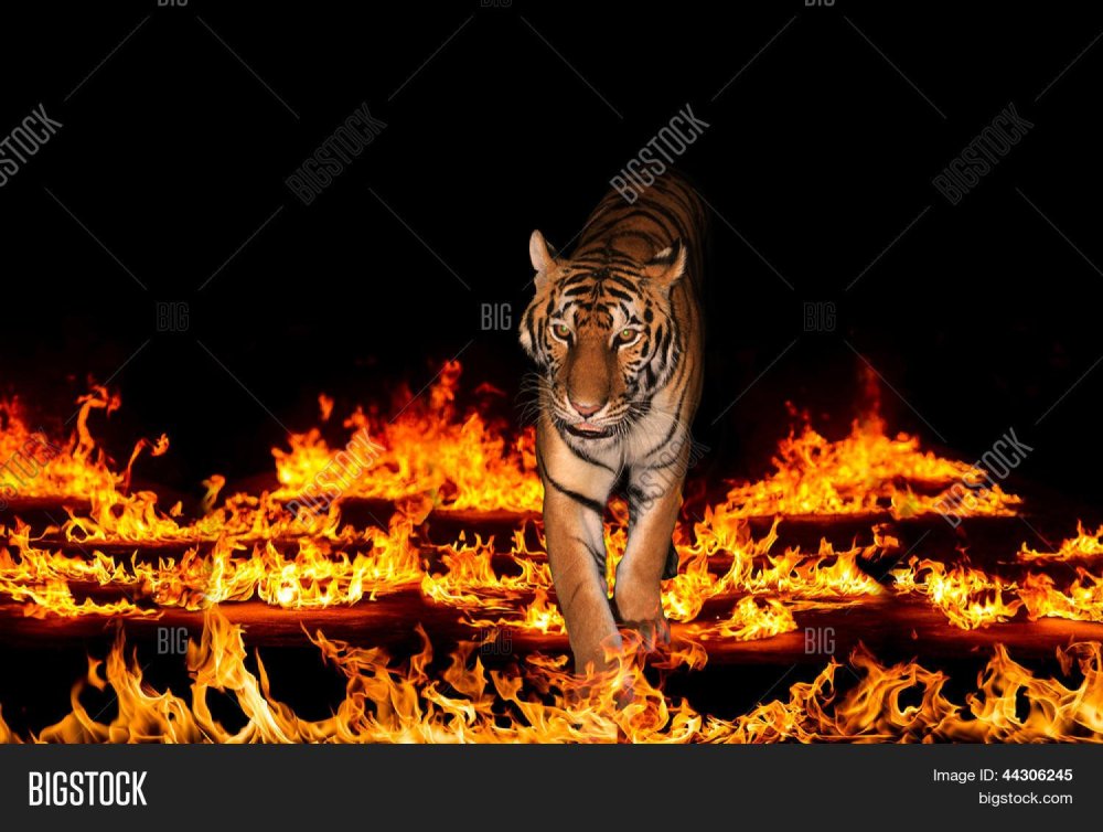 Тигр пожар