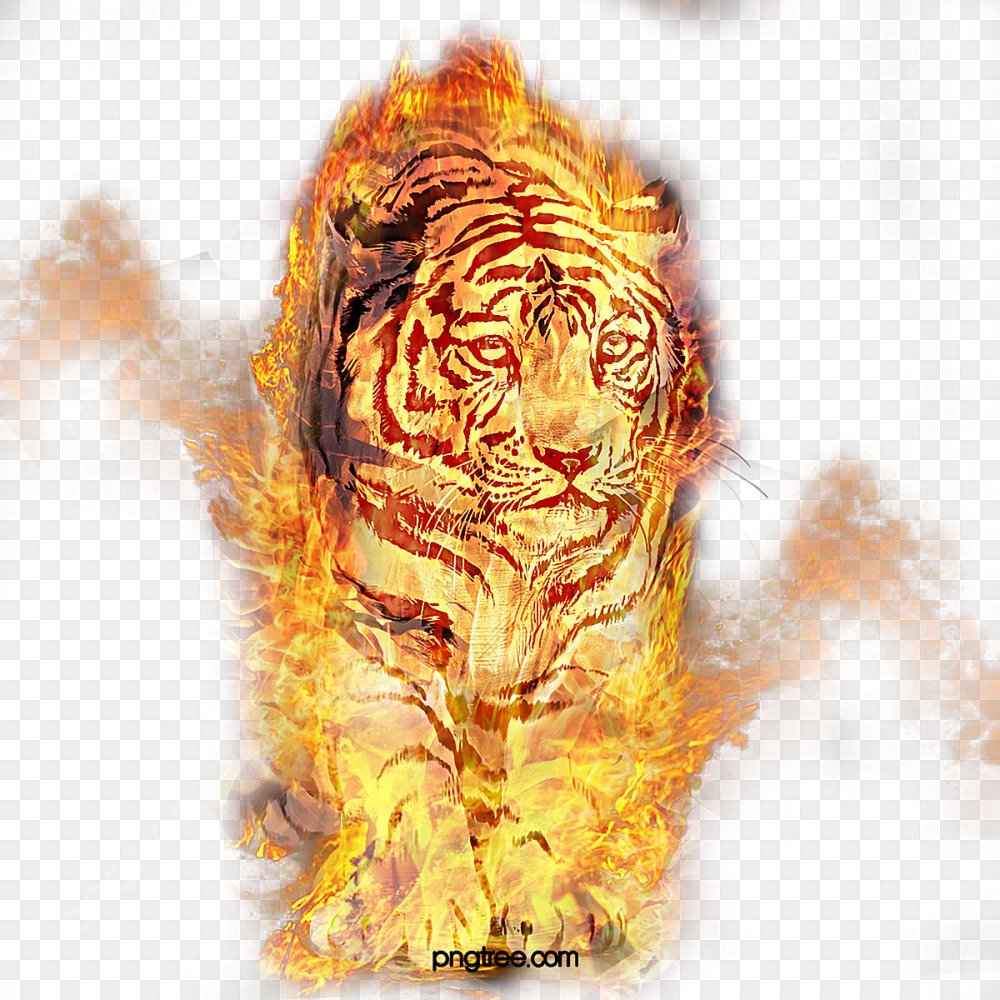 Огненный тигр на прозрачном фоне