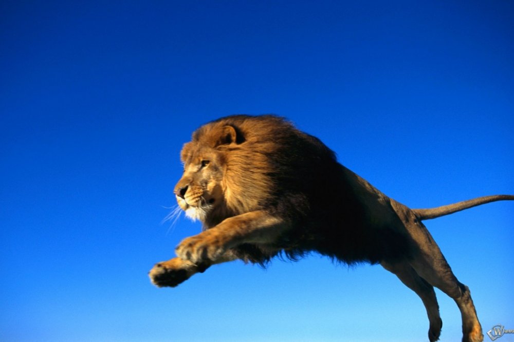 Шер хайвонот