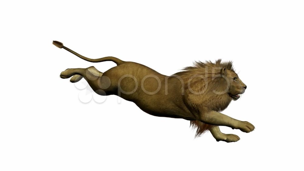 Львица в прыжке