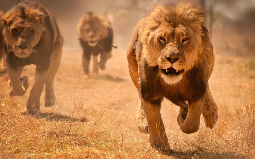 Львенок в прыжке