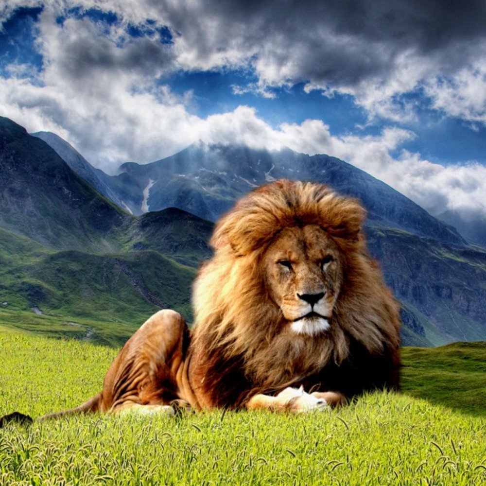 Пейзажи со львами