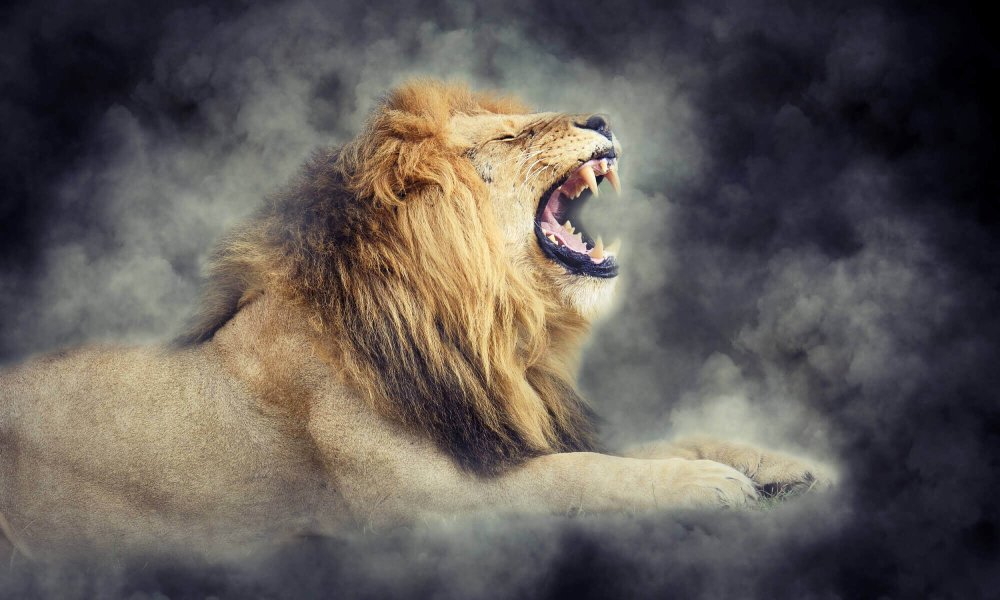 Лев животное в дыму