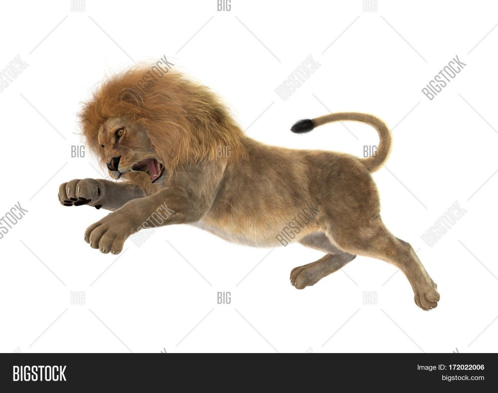 Лев бежит