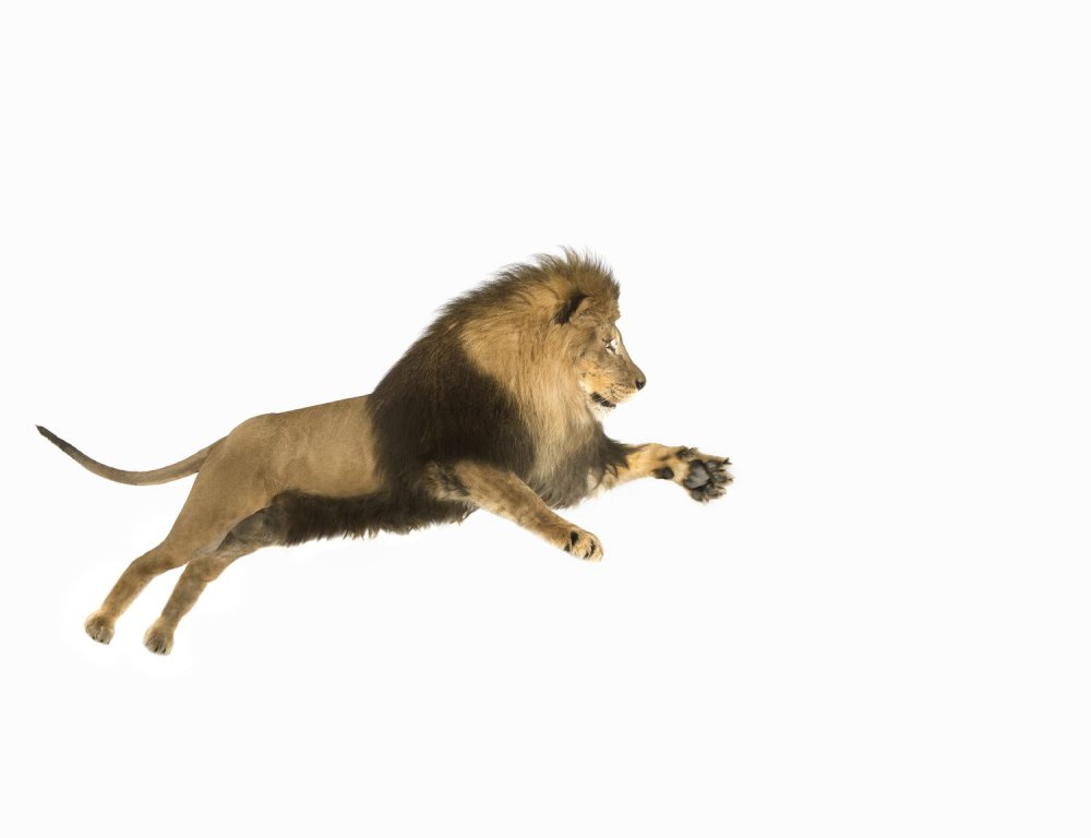 Лев в прыжке на прозрачном фоне