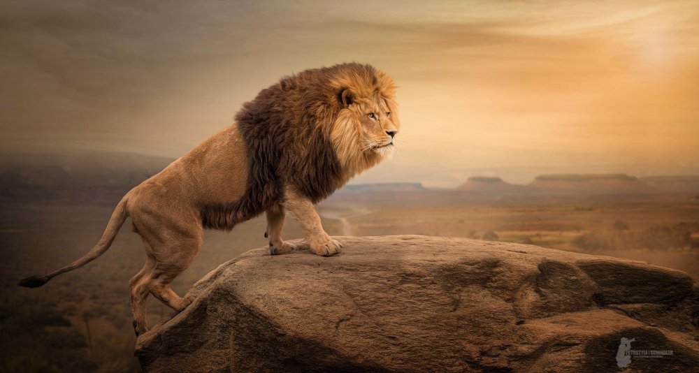 Лев в прыжке