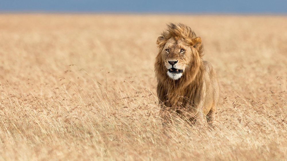 Белый тигр в воде