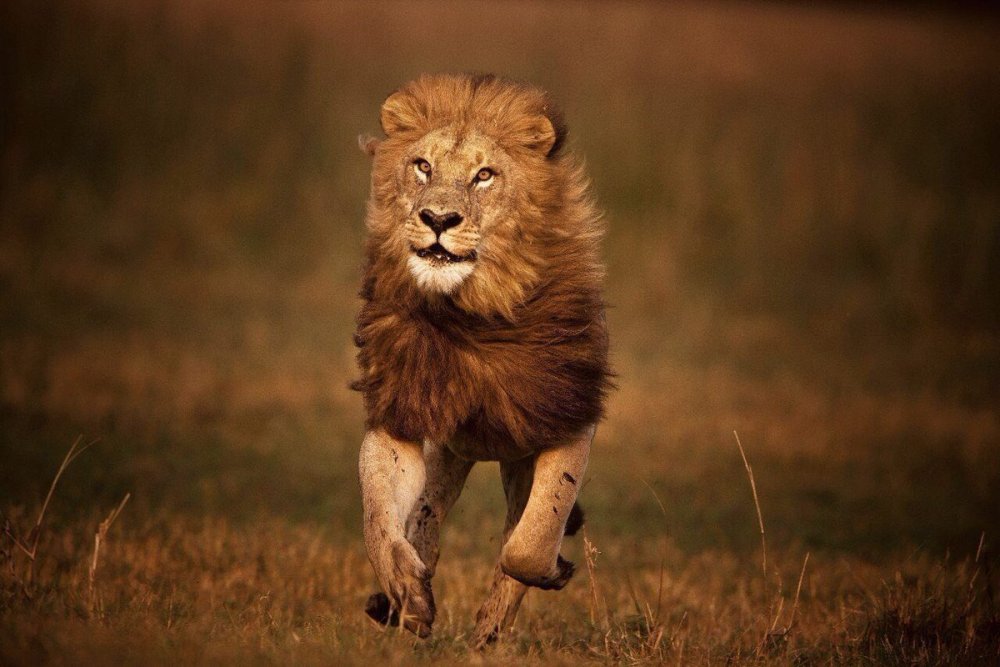 Лев на желтом фоне