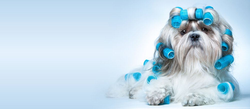 Ши тцу терьер