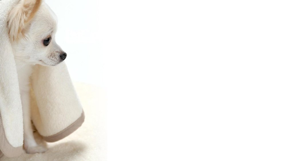 Принт с животными