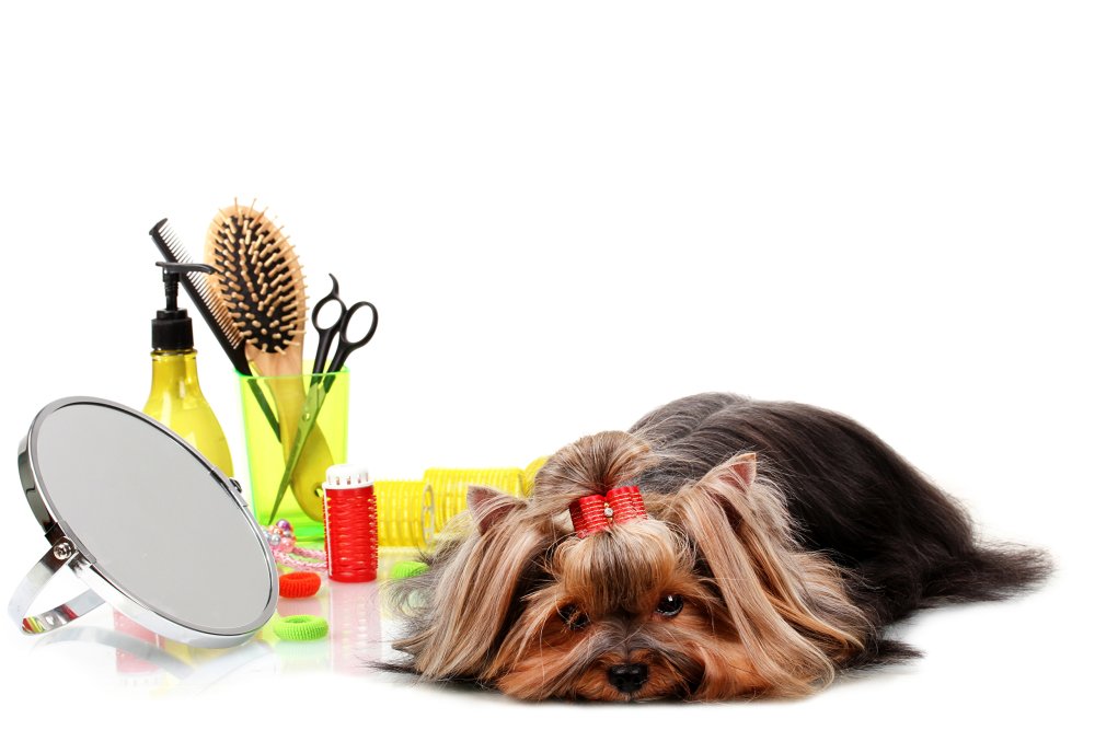 Парикмахерская для животных