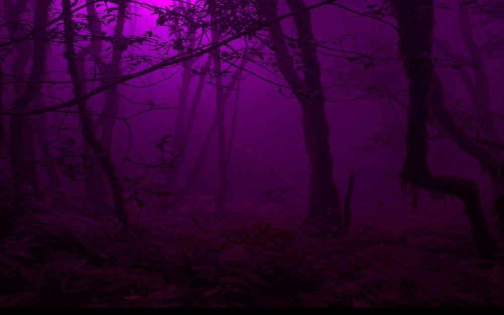 «Ночь в лесу»