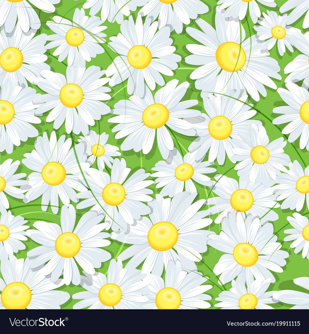 Ромашки обои