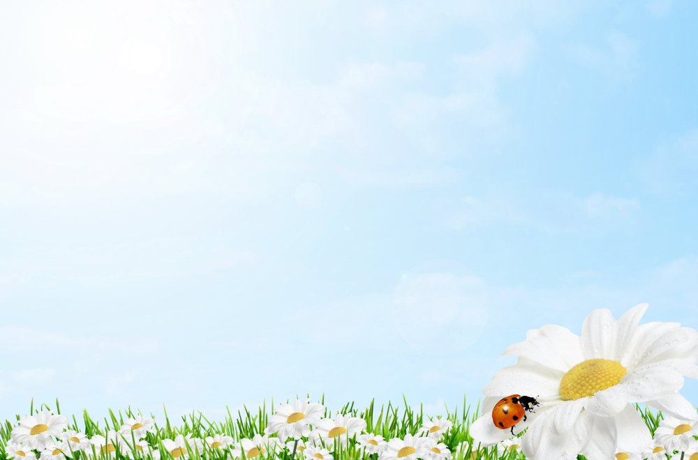 Фон для презентации ромашки