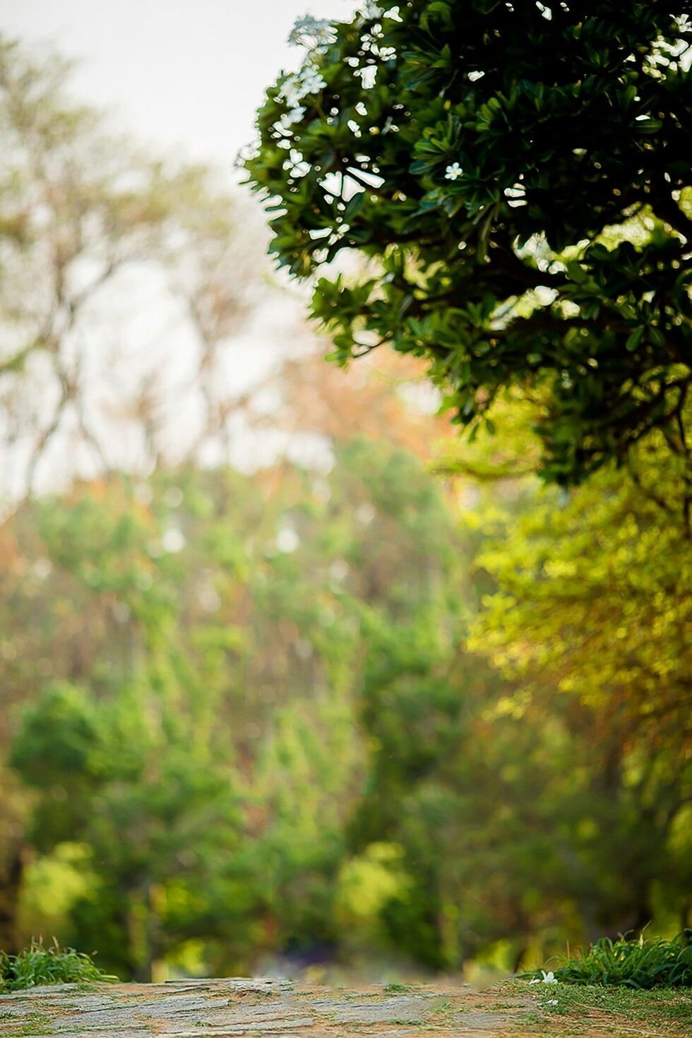 Боке природа