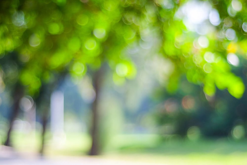 Размытый фон зелени за окном