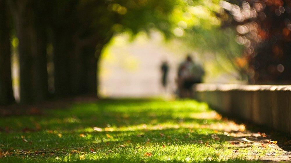 Летний парк размытие