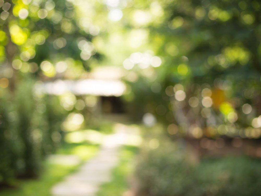 Фон зелень размытый