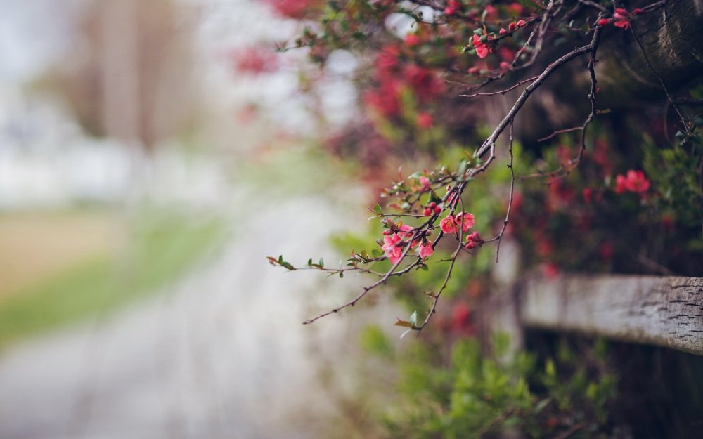 Размытый задний фон