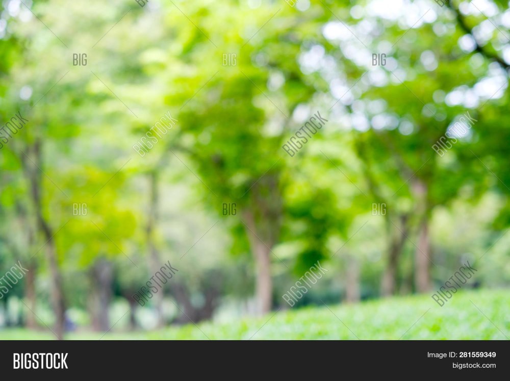 Размытый лес