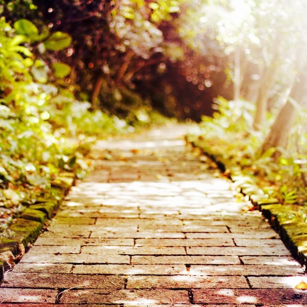 Фон парк боке