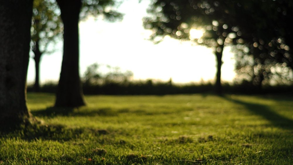 Деревья боке