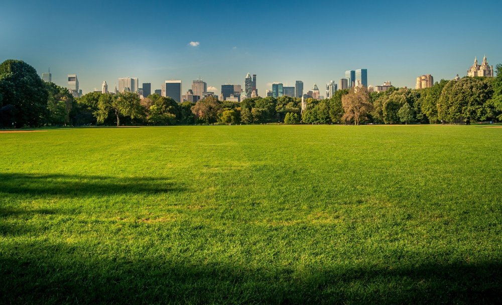 Централ парк Нью-Йорка газон