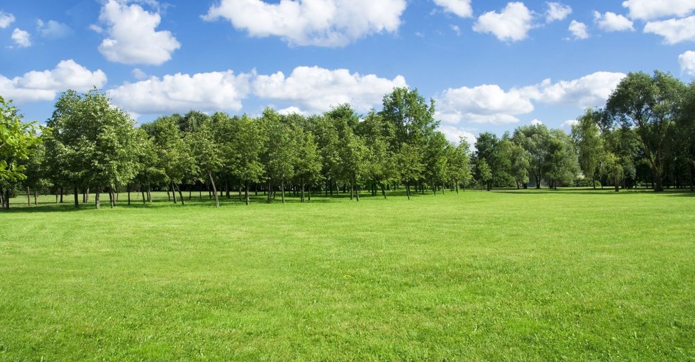 Деревья на заднем плане