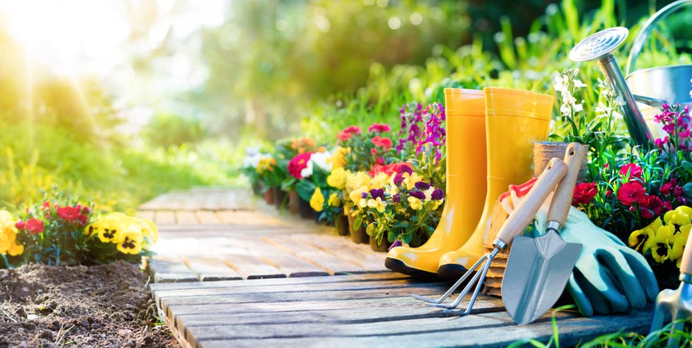 Природа деревья